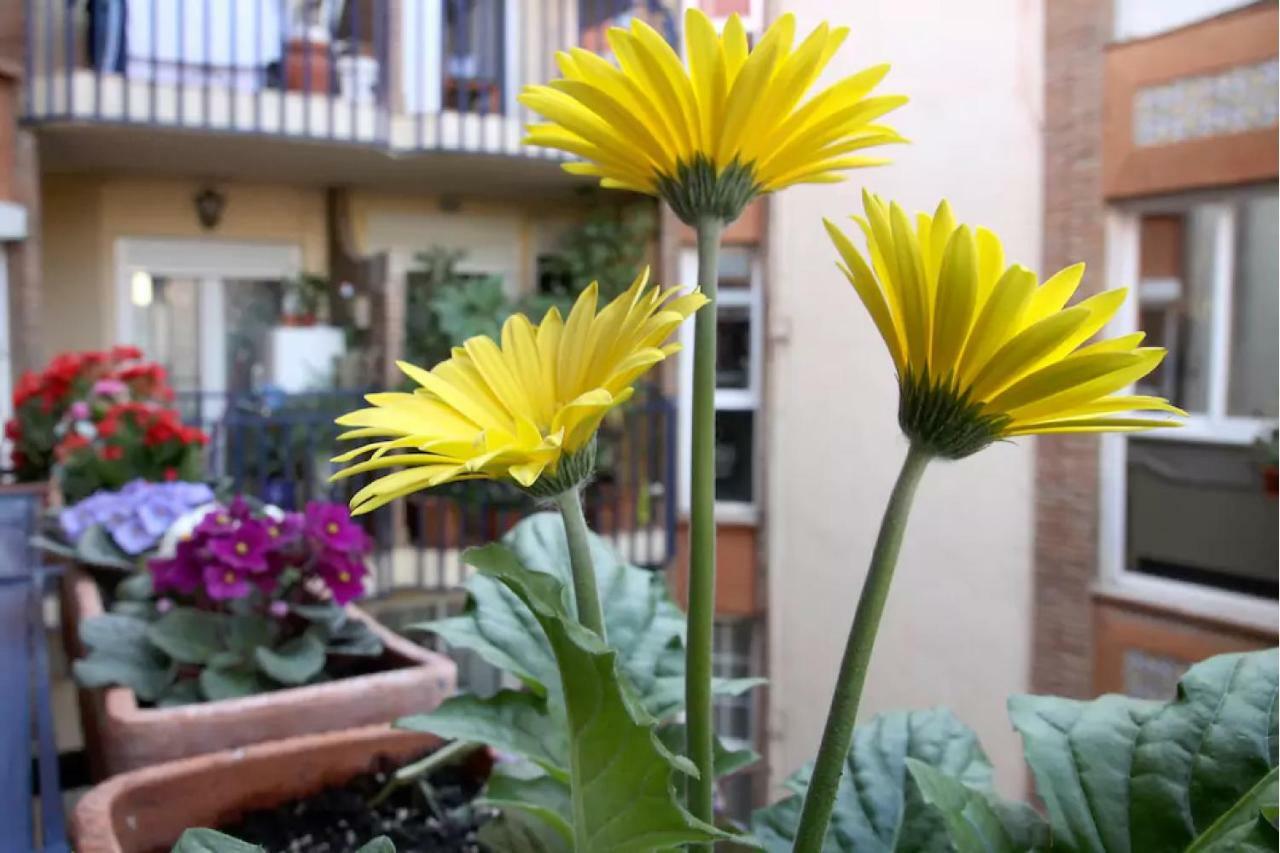 Apartamento Azahara Cordoba Dış mekan fotoğraf